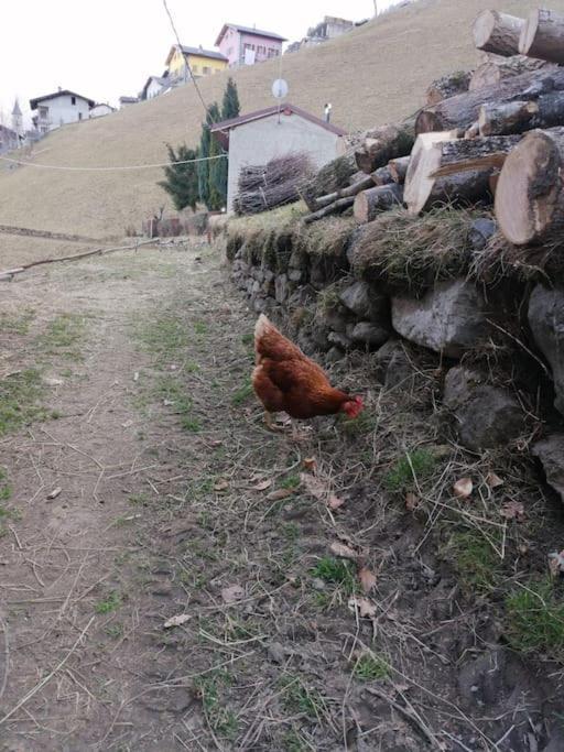 Graziosa, Casetta In Valgerola Rasura المظهر الخارجي الصورة